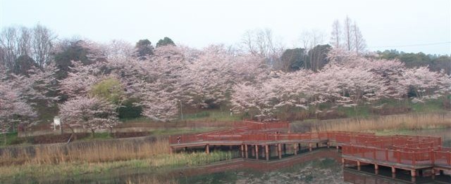 桜の咲く深城池と遊歩道（桜台）